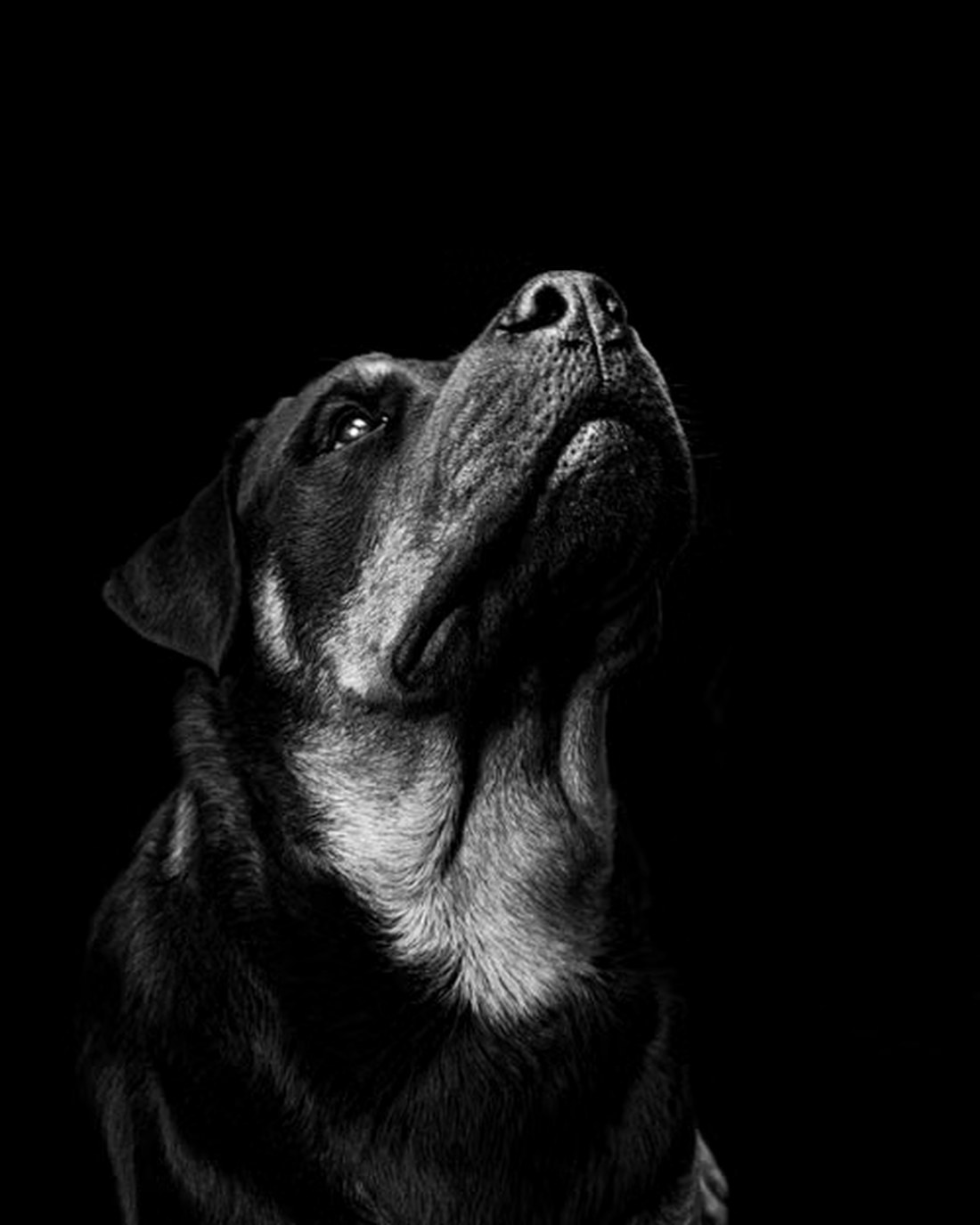 Black Labrador portrait in dramatic light